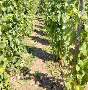 Meet your Posher, Carlos